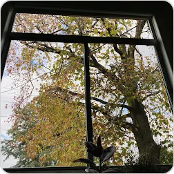 Clean window shared by Zeara 247, photo 2